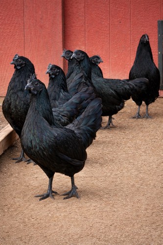 Ayam cemani fertile - 6+,