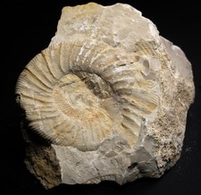 Authentique Ammonite sur son