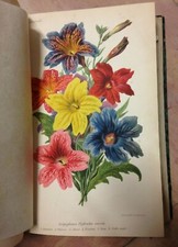 REVUE HORTICOLE ANNEE 1882 -