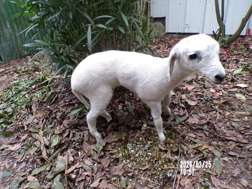 New agneau lamb lamm - lamm,
