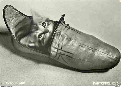 Carte postale animaux - postale,