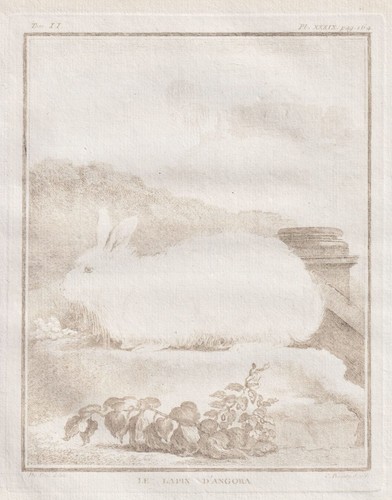 Lapin angora gravure - lapin,