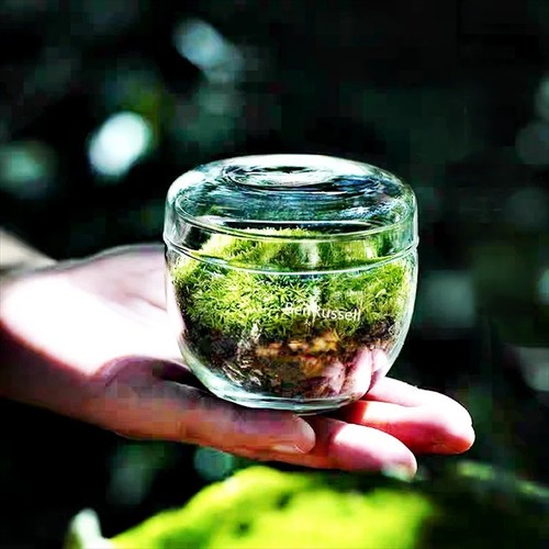 Micro landscape moss glass - micro,