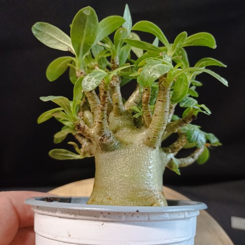 Adenium arabicum hulk - adenium, 'hulk'