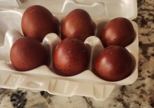 #6 French Black Copper Maran Hatching Eggs  Purebred Dark Eggs To Come