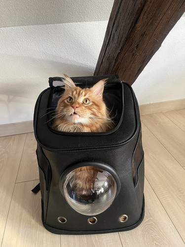 Sac dos chat mainecoon - À,