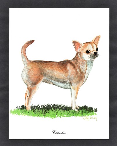 Chihuahua dog stunning - chihuahua, 8