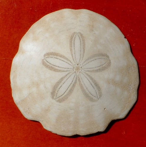 Oursin fossile miocène - oursin,