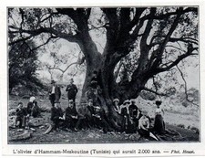 1910 -- TUNISIA OLIVIER HAMMAM MESKOUTINE 2000 YEARS