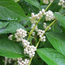 Callicarpa japonica