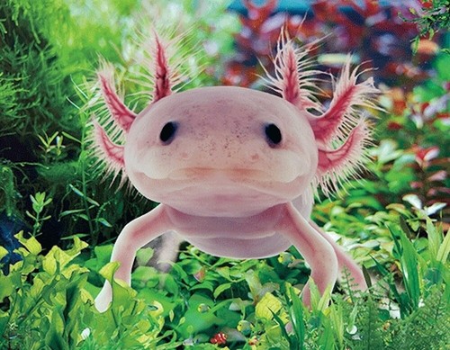 Aimant axolotl pour - aimant, 3d