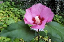 8 GRAINES HIBISCUS ROSE AU