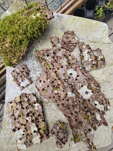 Wood bark pieces - wood,