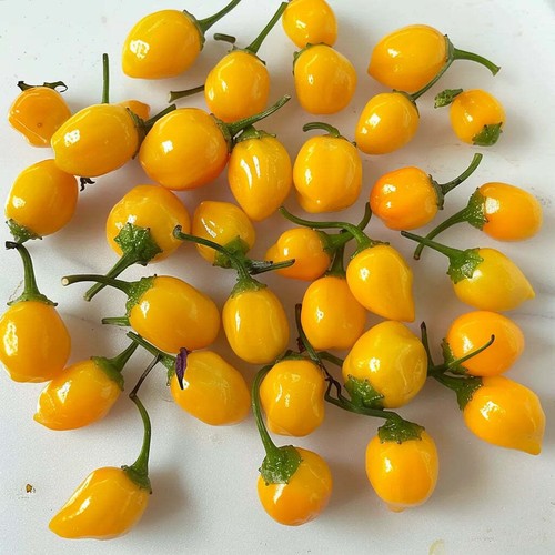 Graines piment aji - 25,