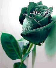 Rare 10 graines Rosier