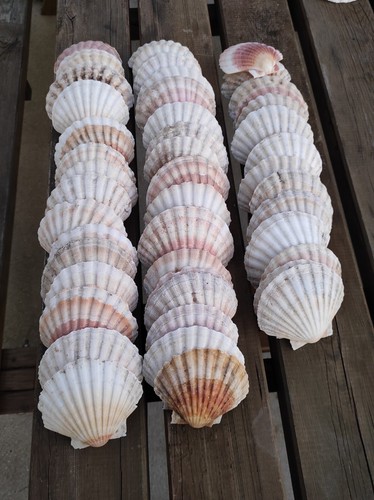 Lot coquilles saint jacques - lot,