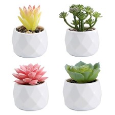 4 Pièces Plantes Succulentes