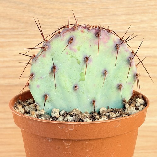 Opuntia violacea pot cm - violacea,,