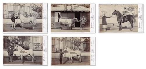 Chevaux photos c1870 - chevaux,