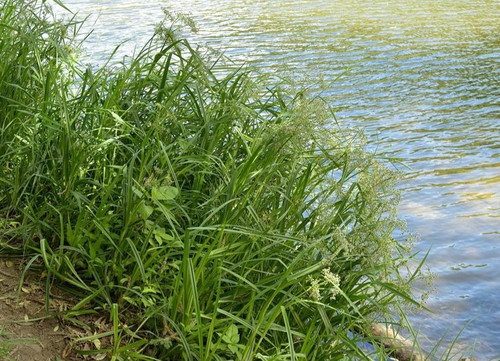 Scirpus sylvaticus plante - scirpus,