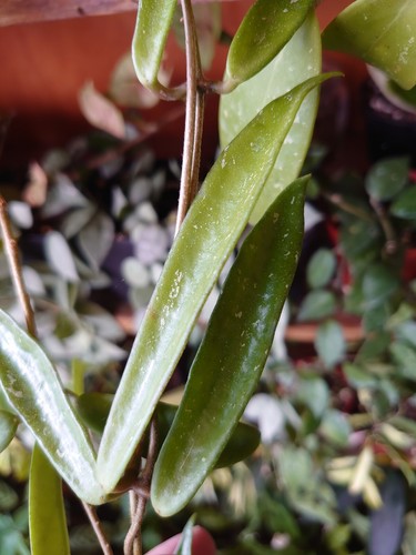 Hoya minibelle carnosa x - (carnosa,