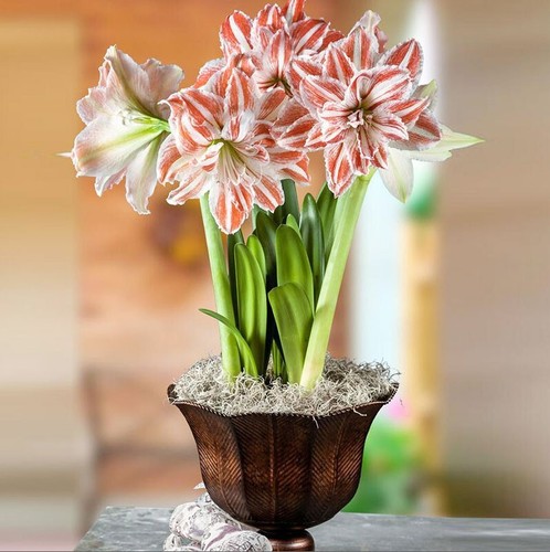 2pc real hippeastrum - real, bulbs