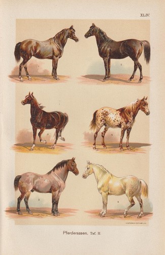 Races chevaux andalou - de,