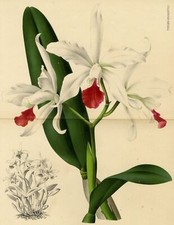 Orchid Laelia Elegans Botanical Flower Linden Lithograph Decoration 19th Century