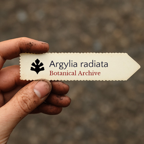 Argylia radiata seeds - 10,