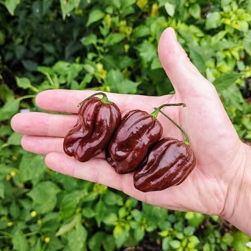 Lot graines de piment - 5,
