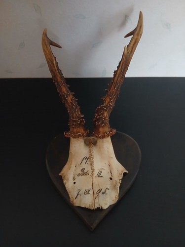 Trophée chasse cornes bois - trophée,