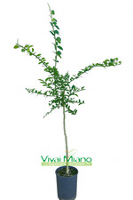 Plante de citron vert blanc -