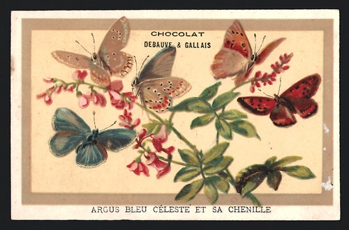 Image collection chocolat - image,