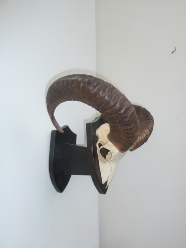 Black forest trophy - forest,