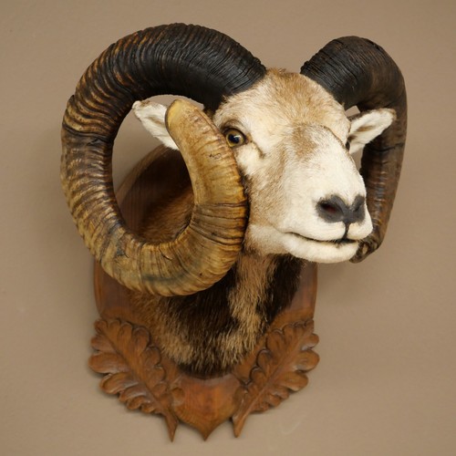 Mouflon - (ovis, gmelini