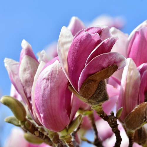 Magnolia betty la - magnolia,