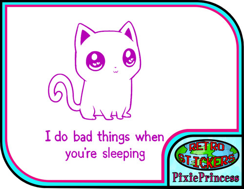 Chat chaton animal - chat, a