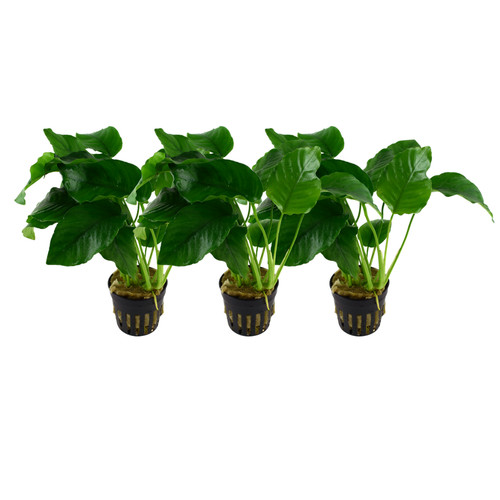 Aquarium plante pièce - aquarium, 3
