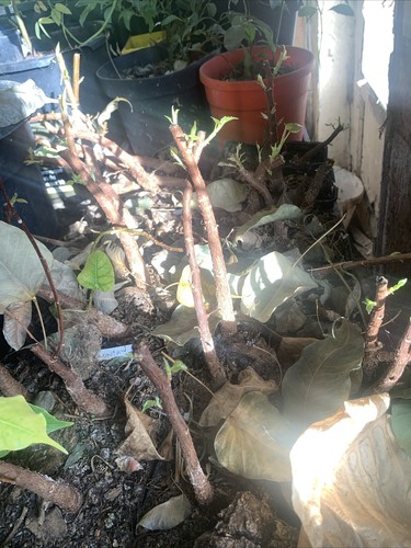 Ficus religiosa sacré - religiosa,