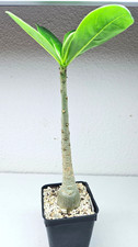 Adenium 'thai soco' dbl