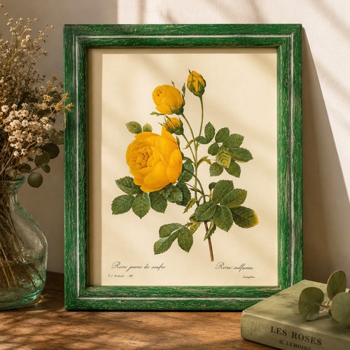 Ancienne gravure botanique - , –