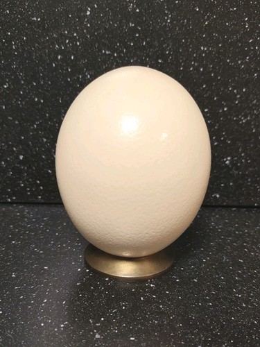 Véritable oeuf autruche - véritable,