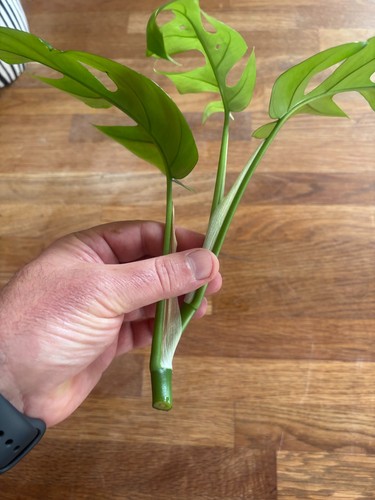 Grande bouture monstera minima - bouture,