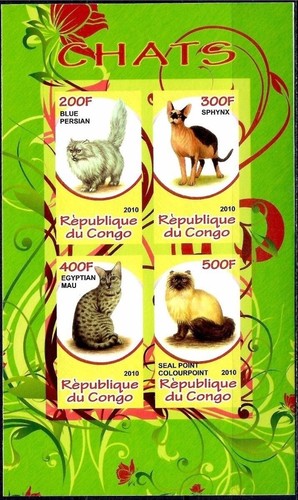 Chats animaux compagnie - chats,