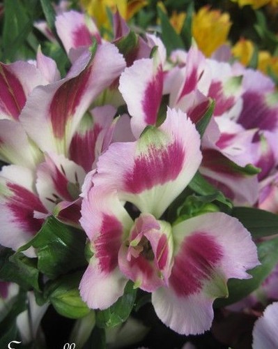 Alstroemere mauve violet - alstroemere, 'mauve