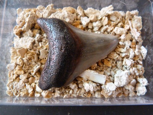 Dent fossile requin otodus - requin,