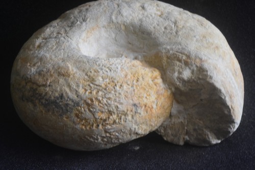 Ammonite mecrocephalites - ammonite, cf