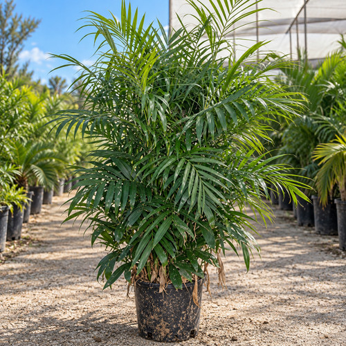 Chamaedorea seifrizii florida - seifrizii, 'florida