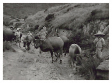 Taiwan, Tsao Shan in Taipei, Buffalo Herd on Dentures, Vintage Print, 