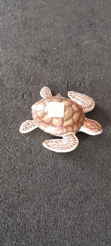 Animal tortue mer - tortue, aquarium